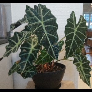 Alocasia zebrina