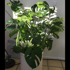 Monstera deliciosa
