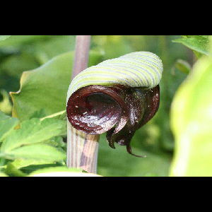 Arisaema ringens