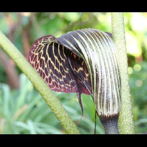 Arisaema griffithii