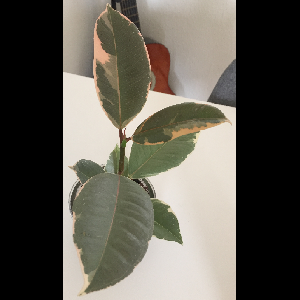 Ficus elastica