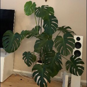 Monstera deliciosa