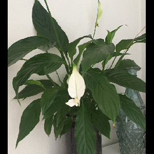 Spathiphyllum wallisii