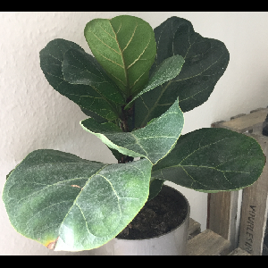 Ficus lyrata