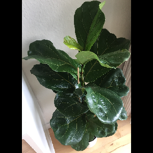 Ficus lyrata