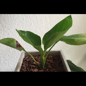 Strelitzia nicolai