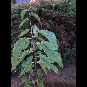 Morus nigra