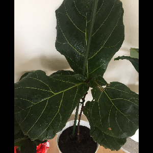 Ficus lyrata
