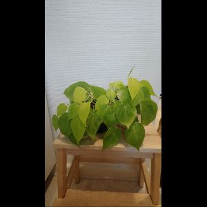 Philodendron 'Lemon Lime'