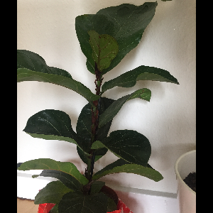 Ficus lyrata