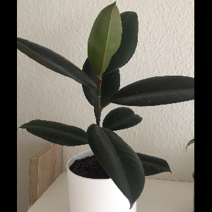 Ficus elastica