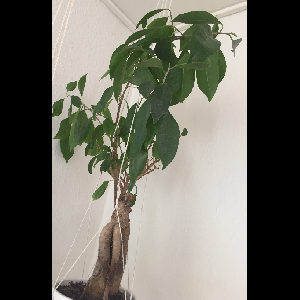 Ficus microcarpa