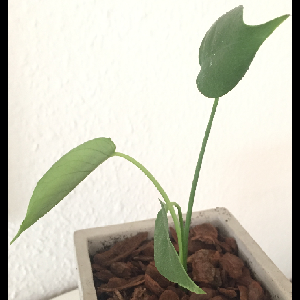 Monstera deliciosa