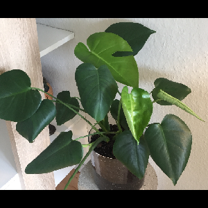 Monstera deliciosa