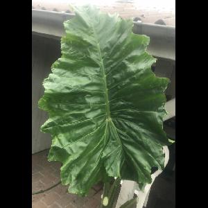 Alocasia 'Portora'