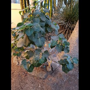 Ficus petiolaris