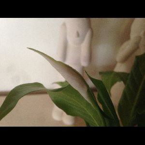 Spathiphyllum wallisii