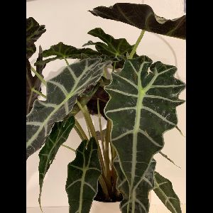 Alocasia 'Polly'
