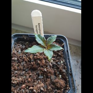 Amorphophallus ferruginosus