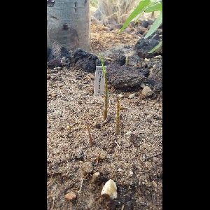 Dracunculus canariensis