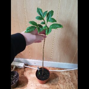 Amorphophallus fuscus