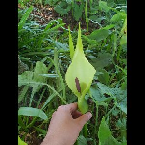 Arum maculatum