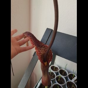 Sauromatum venosum