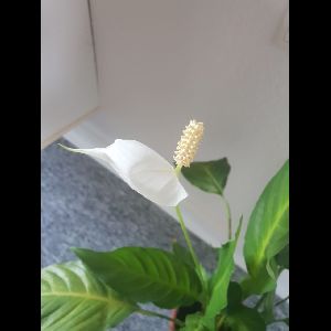 Spathiphyllum wallisii