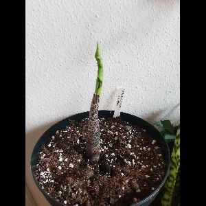 Dracunculus vulgaris
