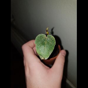 Ficus petiolaris