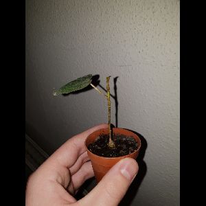 Ficus petiolaris