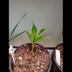 Amorphophallus muelleri