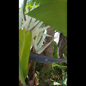 Strelitzia nicolai