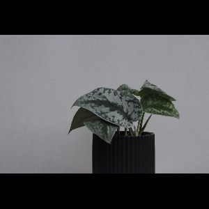 Scindapsus pictus