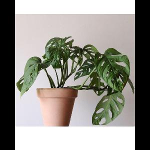 Monstera adansonii