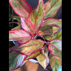 Aglaonema 'Firecracker'
