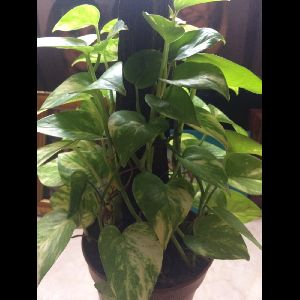 Epipremnum aureum