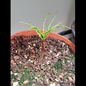 Amorphophallus gigas