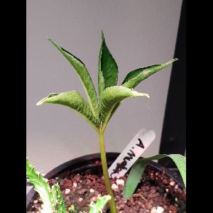 Amorphophallus muelleri