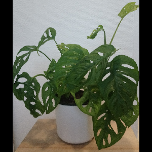 Monstera adansonii