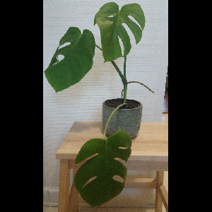 Monstera deliciosa