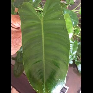 Philodendron 'Imperial Green'