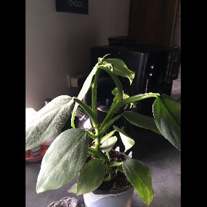 Philodendron hastatum