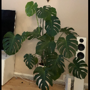 Monstera deliciosa