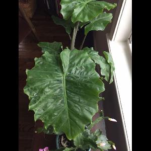 Alocasia 'Portora'