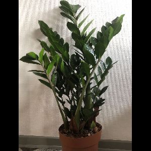 Zamioculcas zamiifolia