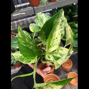 Epipremnum aureum