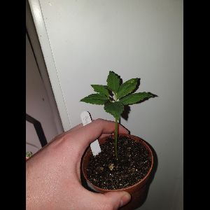 Sauromatum horsfieldii