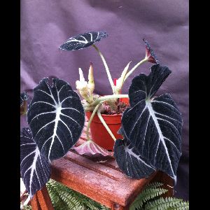 Alocasia reginula 'Black Velvet'