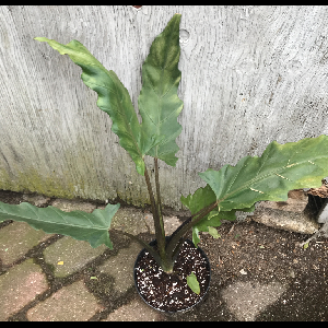 Alocasia lauterbachiana